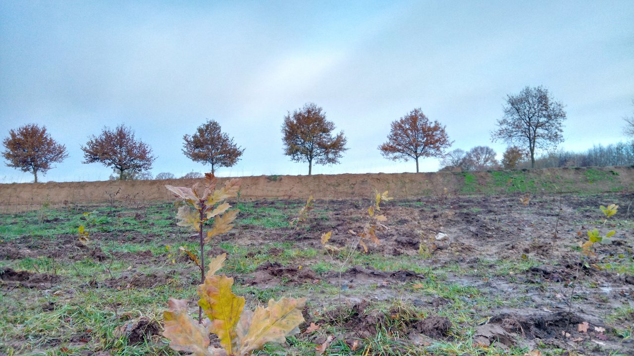 Aufforstung in der Gemeinde Siek